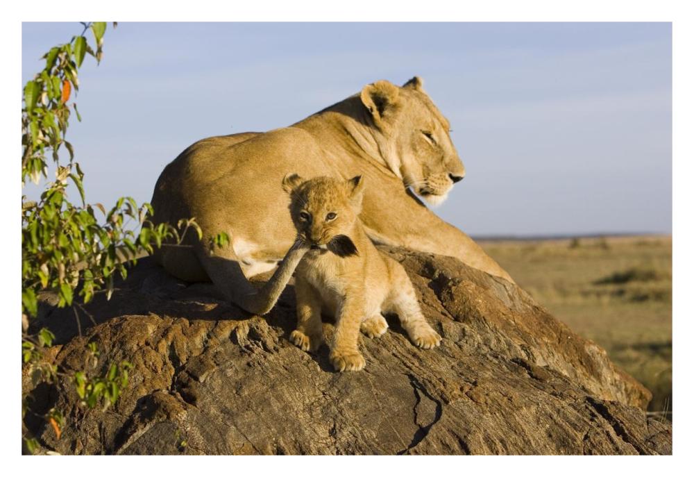 African Lion Cub Playing With Its Mother'S Tail, Vulnerable, Masai Mara National Reserve, Kenya-Paper Art-32X22