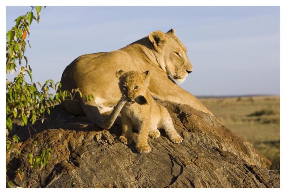 African Lion Cub Playing With Its Mother'S Tail, Vulnerable, Masai Mara National Reserve, Kenya-Paper Art-50X34