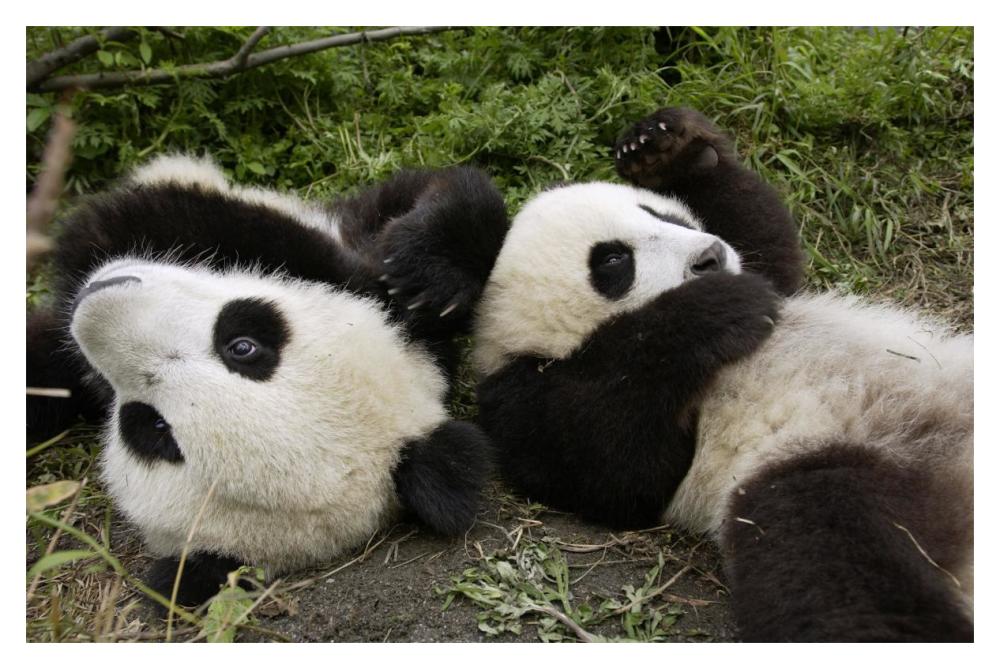Pair Of Young Pandas Playing, Wolong Nature Reserve, China-Paper Art-20X14