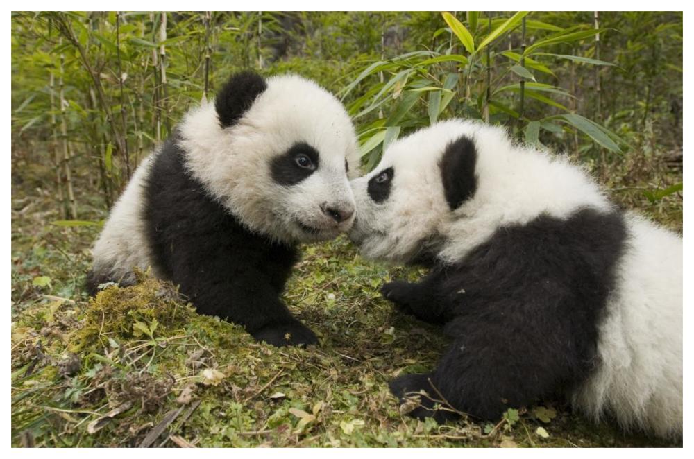 Giant Panda Two Cubs Touching Noses, Wolong Nature Reserve, China-Paper Art-62X42