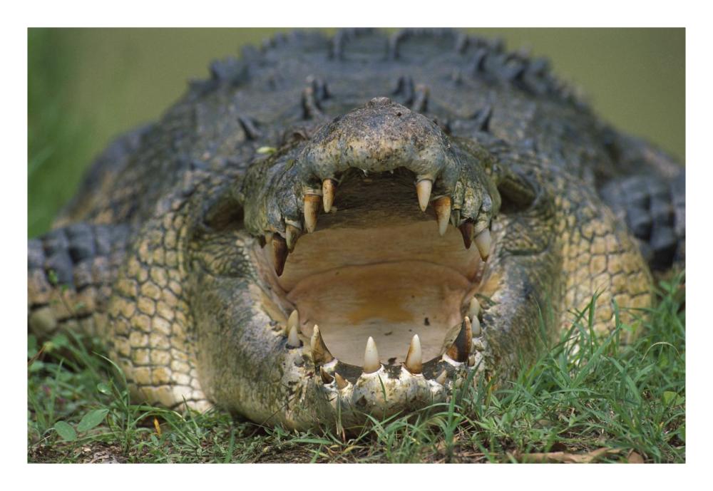 Saltwater Crocodile Or Estuarine Crocodile With Open Mouth, Northern Australia-Paper Art-26X18