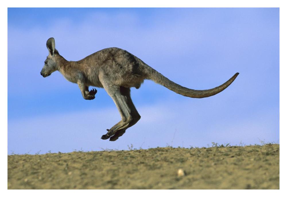 Wallaroo Or Euro Kangaroo Hopping, Sturt National Park, New South Wales, Australia-Paper Art-20X14