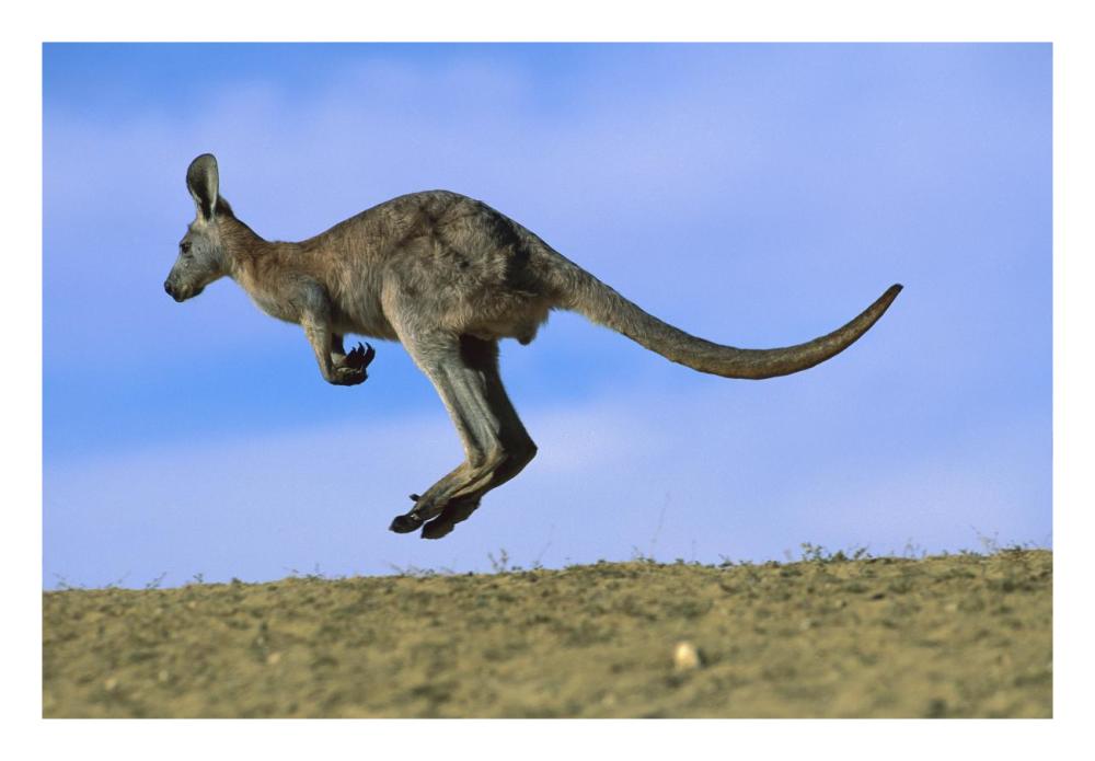 Wallaroo Or Euro Kangaroo Hopping, Sturt National Park, New South Wales, Australia-Paper Art-26X18