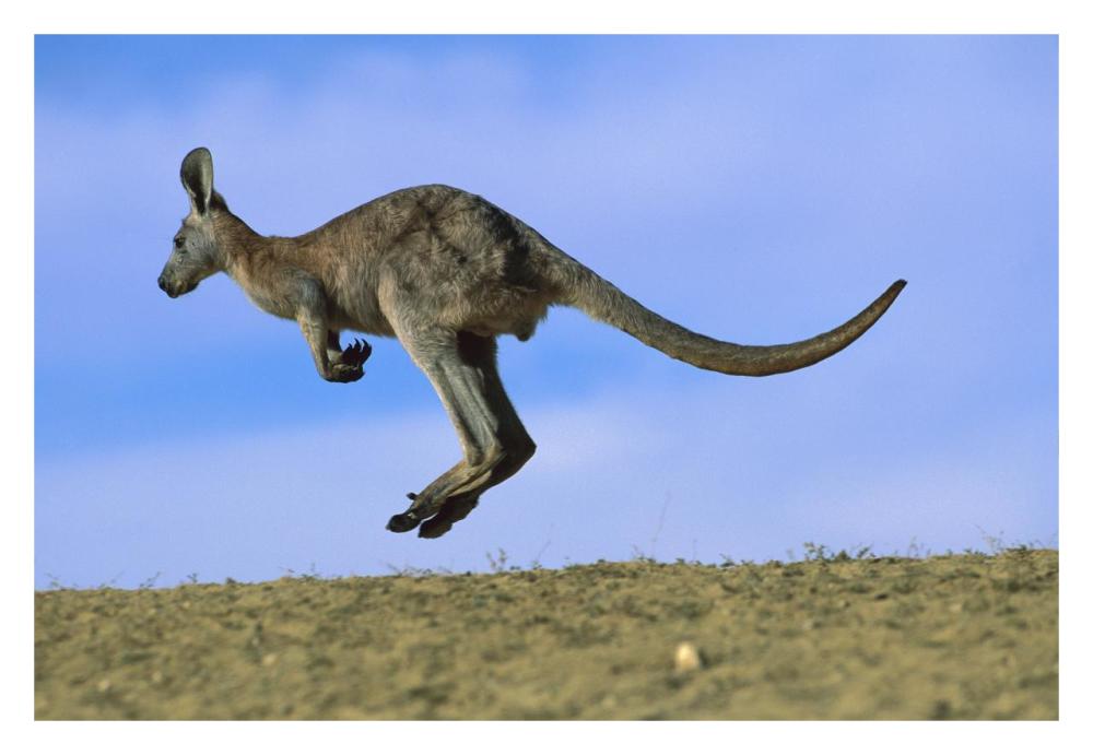 Wallaroo Or Euro Kangaroo Hopping, Sturt National Park, New South Wales, Australia-Paper Art-32X22