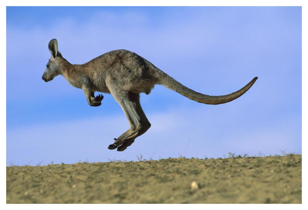 Wallaroo Or Euro Kangaroo Hopping, Sturt National Park, New South Wales, Australia-Paper Art-50X34