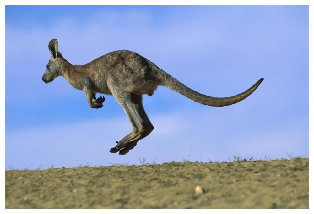 Wallaroo Or Euro Kangaroo Hopping, Sturt National Park, New South Wales, Australia-Paper Art-62X42