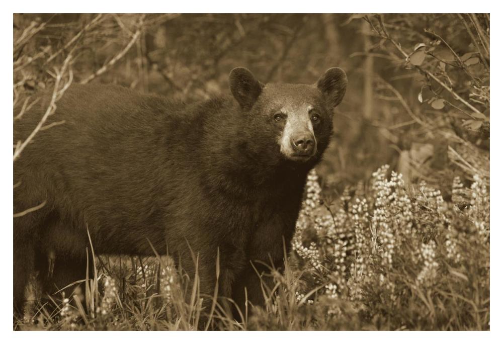 Black Bear Portrait, North America-Paper Art-20X14