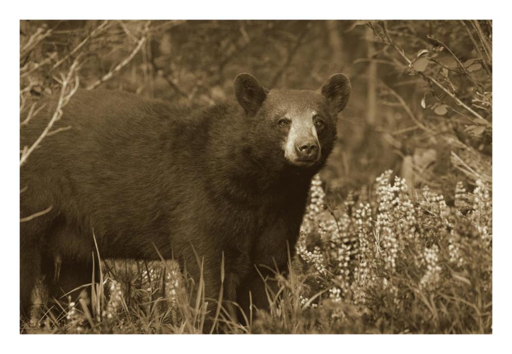 Black Bear Portrait, North America-Paper Art-26X18