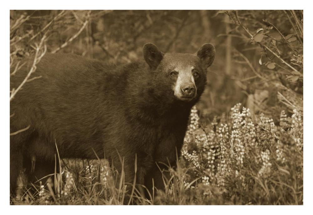 Black Bear Portrait, North America-Paper Art-32X22