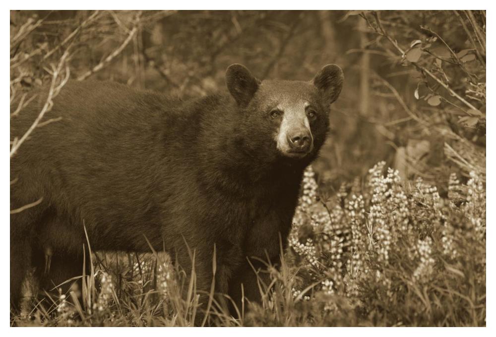Black Bear Portrait, North America-Paper Art-50X34