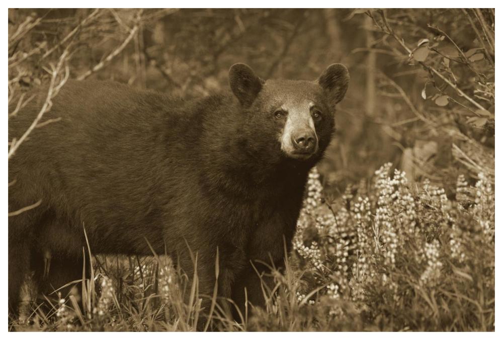 Black Bear Portrait, North America-Paper Art-62X42