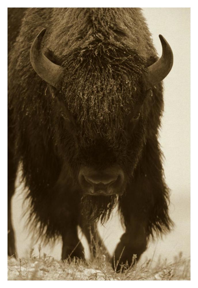 American Bison Portrait In Snow, North America-Paper Art-14X20