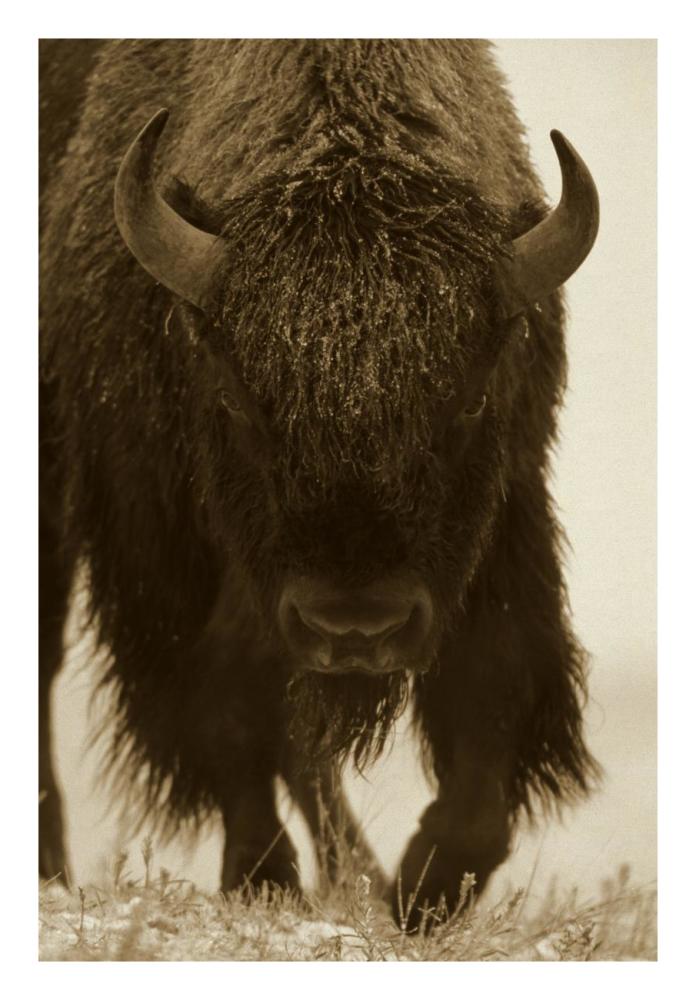 American Bison Portrait In Snow, North America-Paper Art-18X26