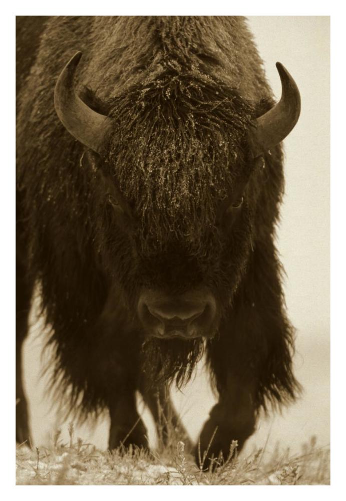 American Bison Portrait In Snow, North America-Paper Art-22X32