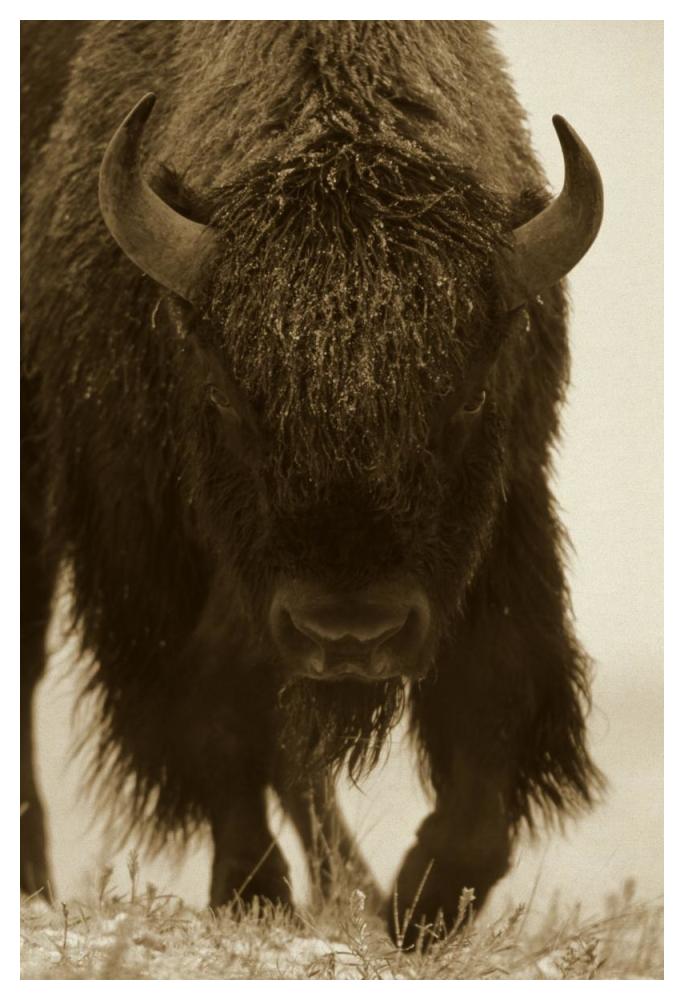 American Bison Portrait In Snow, North America-Paper Art-34X50