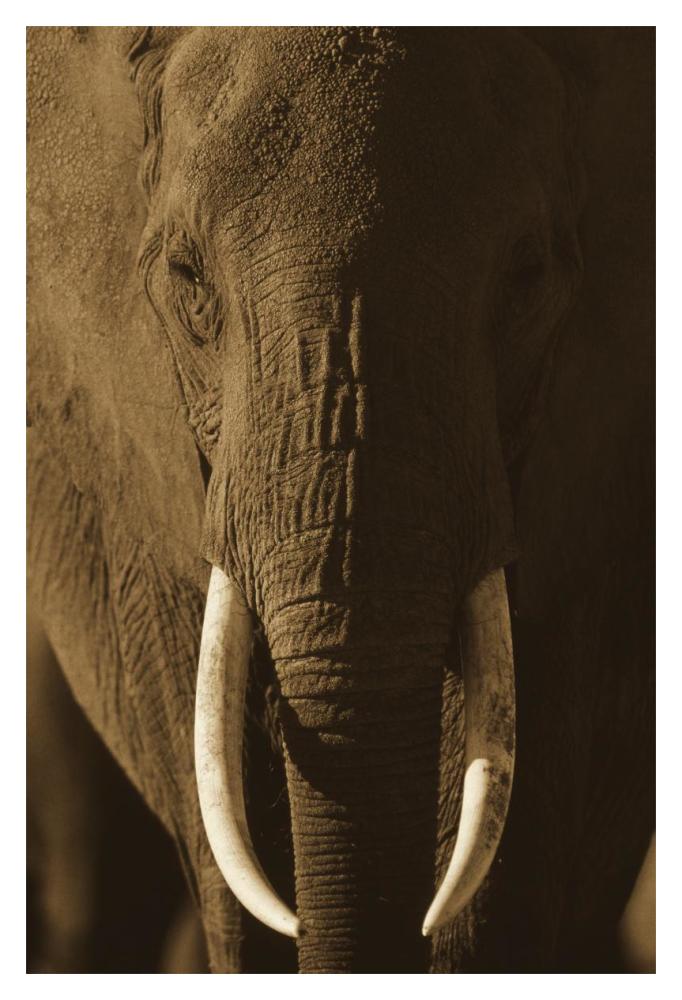 African Elephant Male Portrait With Long Tusks, Kenya-Paper Art-14X20