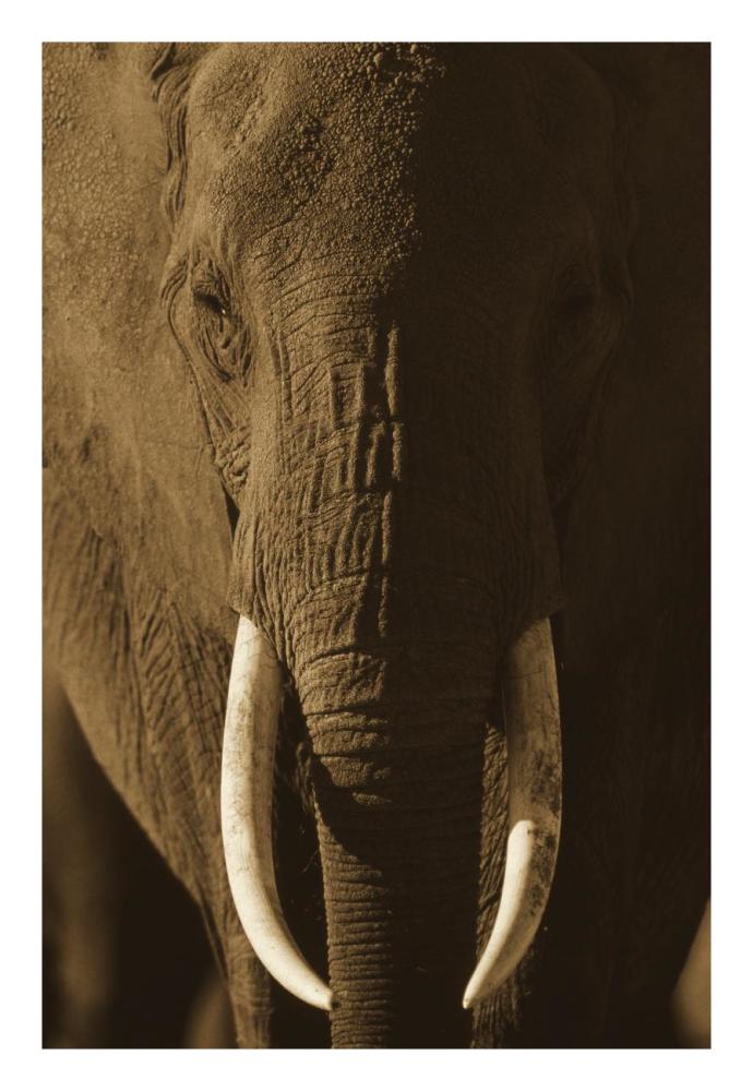 African Elephant Male Portrait With Long Tusks, Kenya-Paper Art-18X26