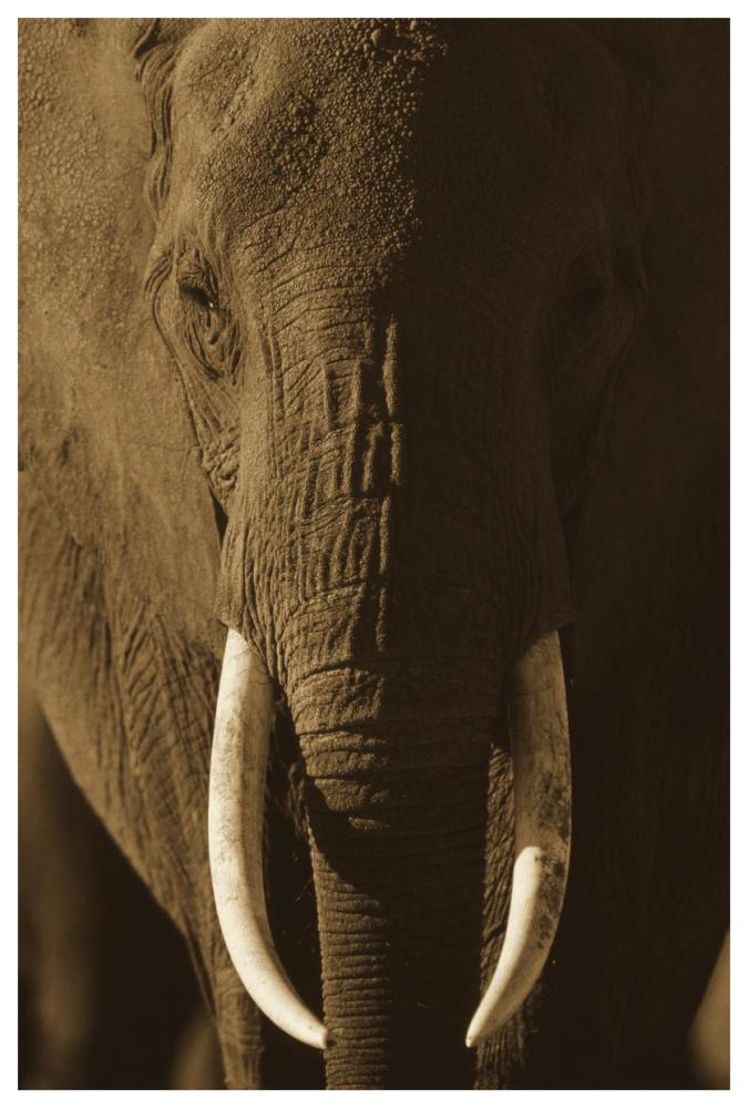 African Elephant Male Portrait With Long Tusks, Kenya-Paper Art-42X62
