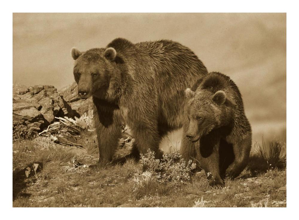 Grizzly Bear Mother With A One Year Old Cub, North America-Paper Art-24X17.62