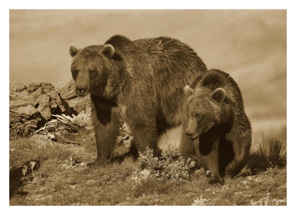 Grizzly Bear Mother With A One Year Old Cub, North America-Paper Art-32X23.3