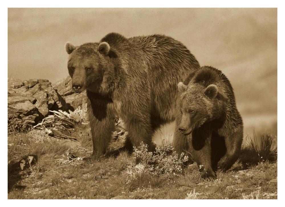 Grizzly Bear Mother With A One Year Old Cub, North America-Paper Art-38X27.56