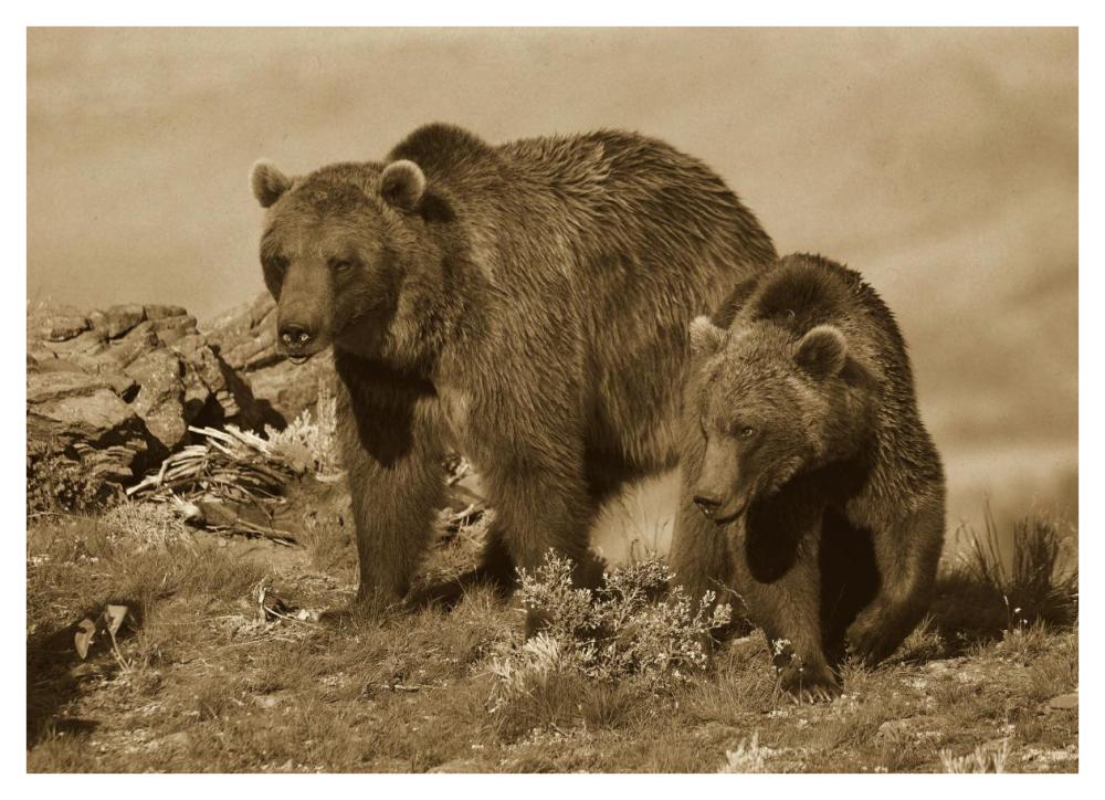 Grizzly Bear Mother With A One Year Old Cub, North America-Paper Art-42X30.4