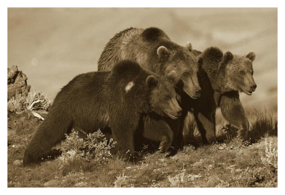 Grizzly Bear Mother With Two One Year Old Cubs, North America-Paper Art-20X14