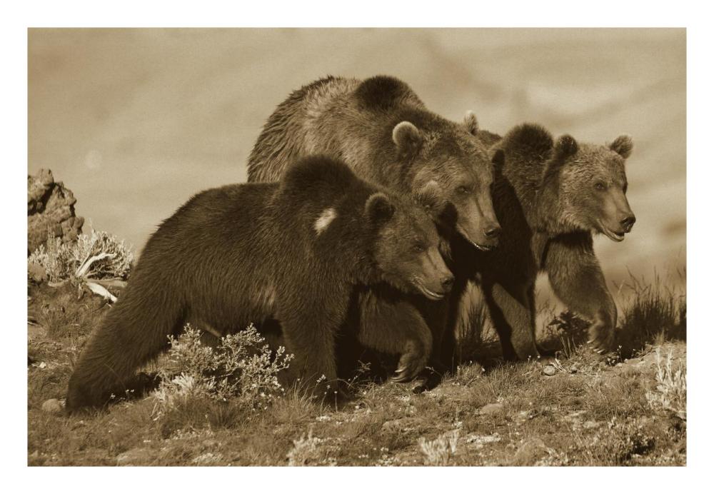 Grizzly Bear Mother With Two One Year Old Cubs, North America-Paper Art-26X18