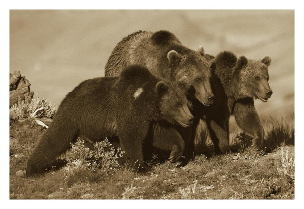 Grizzly Bear Mother With Two One Year Old Cubs, North America-Paper Art-32X22