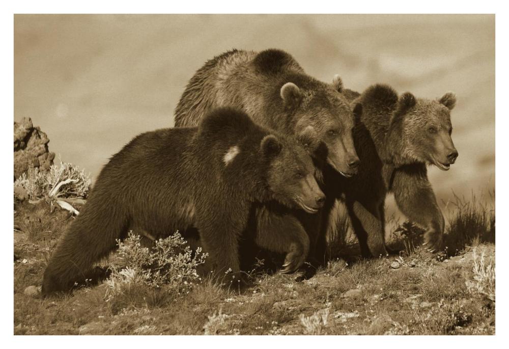 Grizzly Bear Mother With Two One Year Old Cubs, North America-Paper Art-38X26