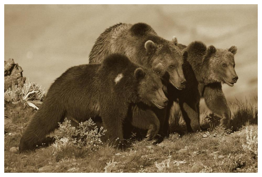 Grizzly Bear Mother With Two One Year Old Cubs, North America-Paper Art-62X42