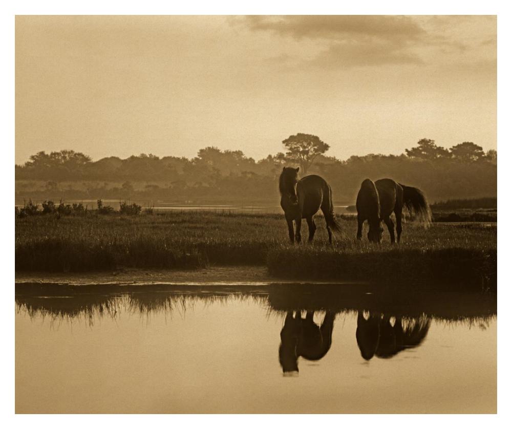 Wild Horse Pair Grazing At Assateague Island National Seashore, Maryland-Paper Art-18X14