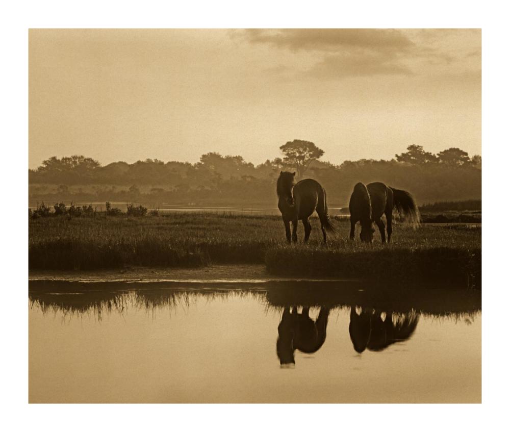 Wild Horse Pair Grazing At Assateague Island National Seashore, Maryland-Paper Art-18X15.28
