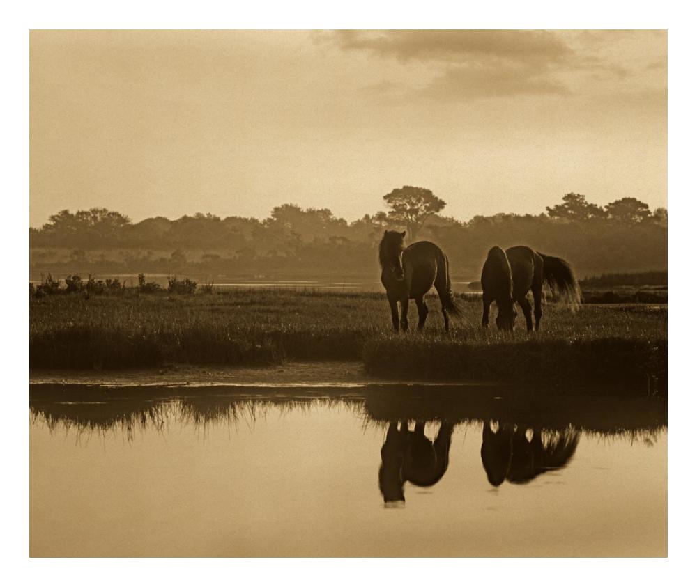 Wild Horse Pair Grazing At Assateague Island National Seashore, Maryland-Paper Art-24X20.26