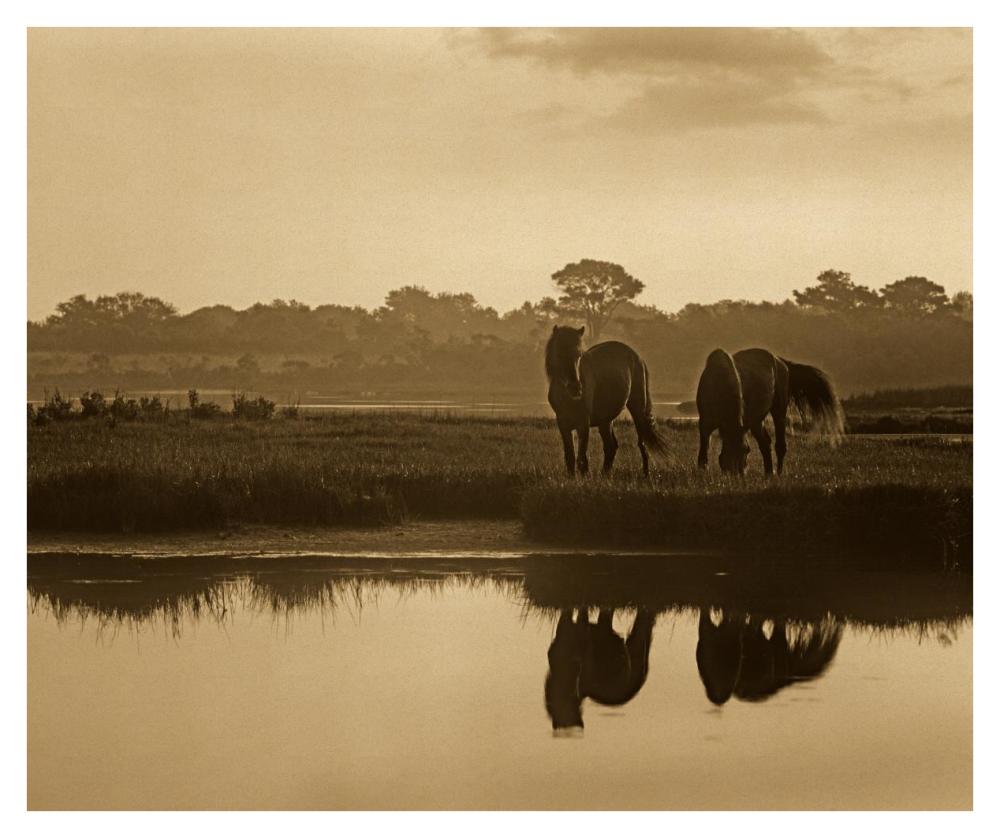 Wild Horse Pair Grazing At Assateague Island National Seashore, Maryland-Paper Art-38X31.88