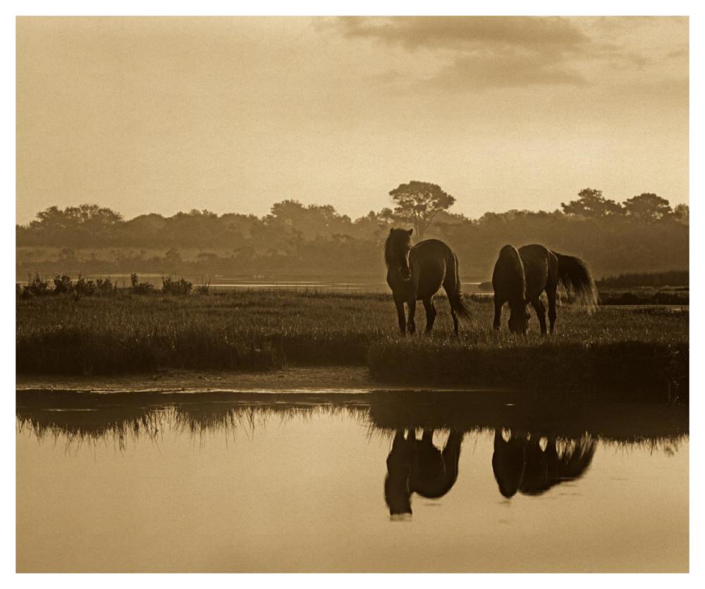 Wild Horse Pair Grazing At Assateague Island National Seashore, Maryland-Paper Art-46X38.52