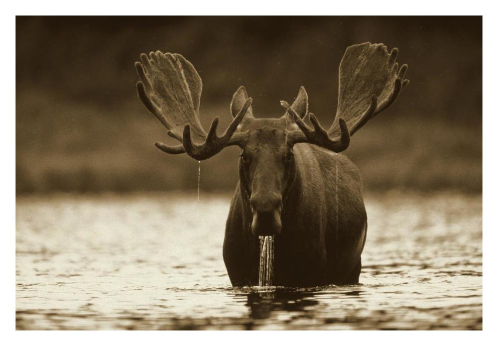 Moose Male Raising Its Head While Feeding On The Bottom Of A Lake, North America-Paper Art-32X22