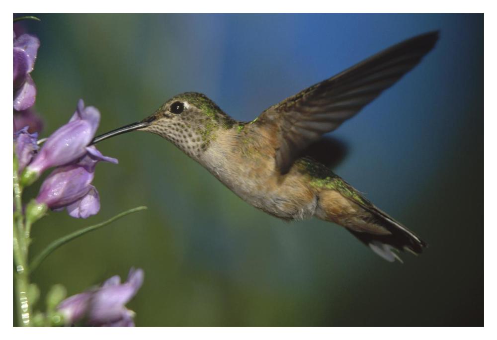 Broad-Tailed Hummingbird Feeding On The Nectar Of A Desert Penstemon Flower, New Mexico-Paper Art-20X14