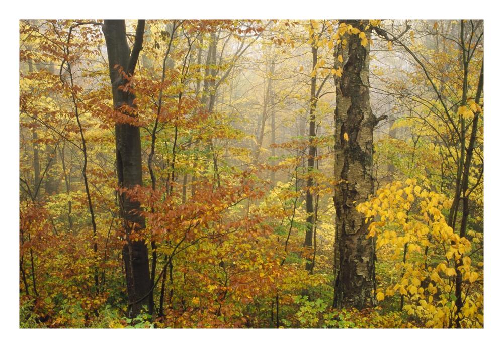 Mixed Deciduous Forest In Autumn, Mill Brook, Vermont-Paper Art-26X18