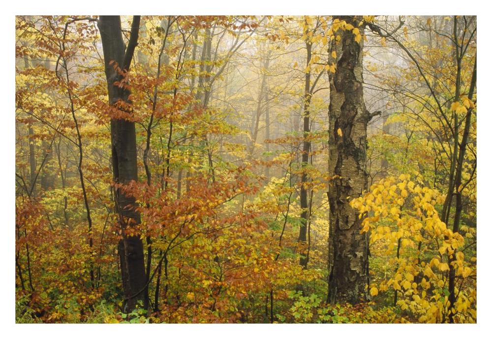 Mixed Deciduous Forest In Autumn, Mill Brook, Vermont-Paper Art-32X22
