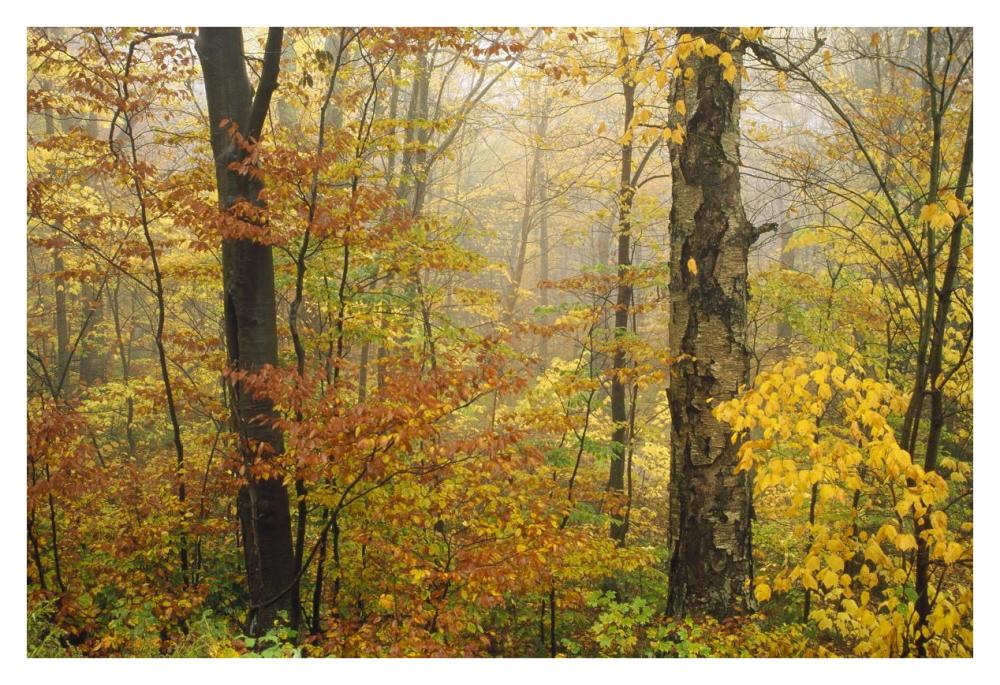 Mixed Deciduous Forest In Autumn, Mill Brook, Vermont-Paper Art-38X26
