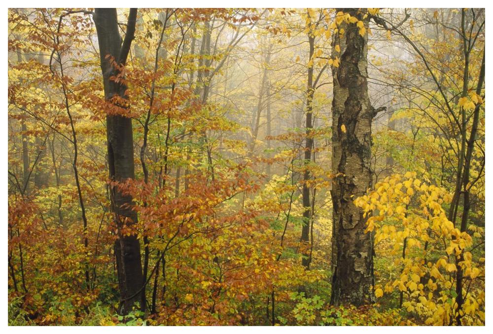 Mixed Deciduous Forest In Autumn, Mill Brook, Vermont-Paper Art-62X42