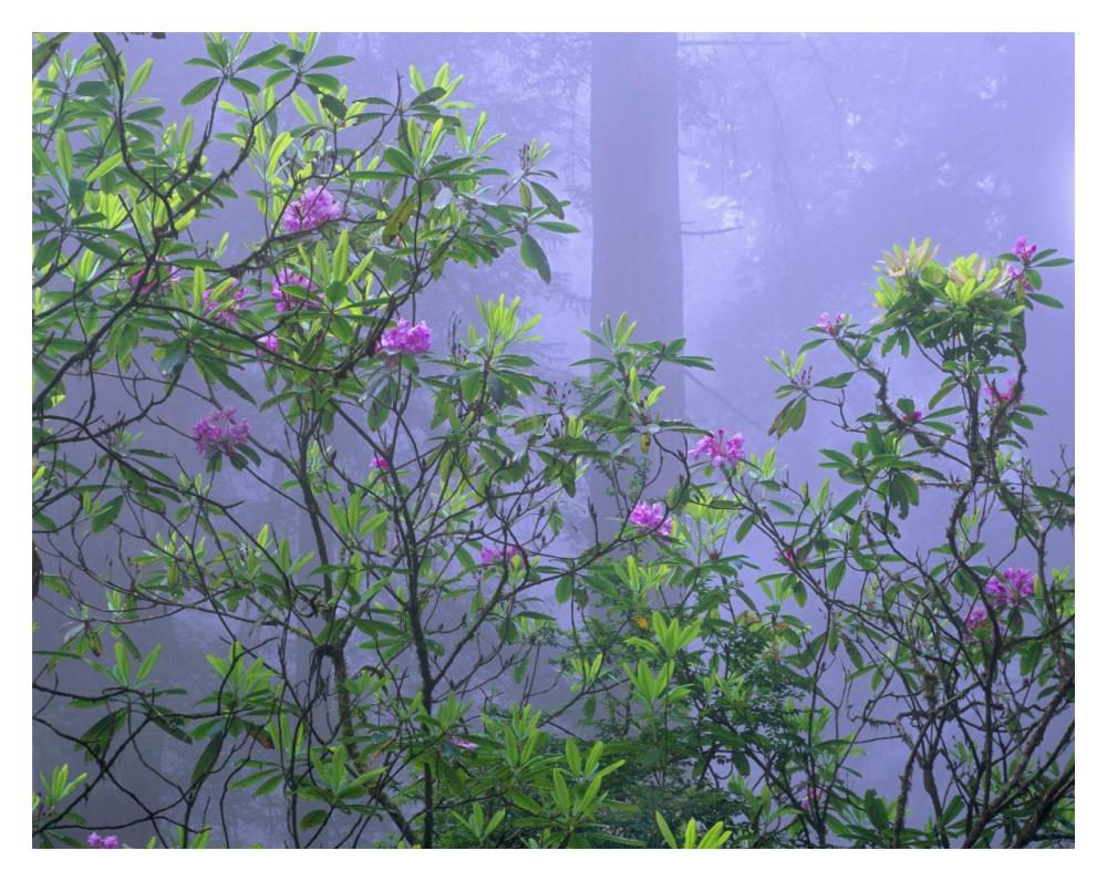 Pacific Rhododendrons In Redwood Forest Interior, Del Norte Coast, Redwood National Park, California-Paper Art-18X14
