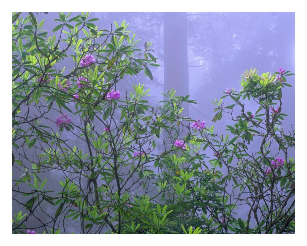 Pacific Rhododendrons In Redwood Forest Interior, Del Norte Coast, Redwood National Park, California-Paper Art-26X20