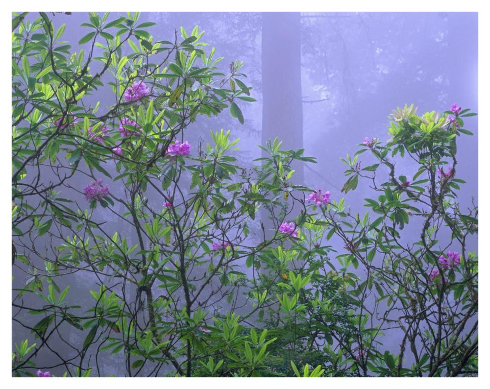 Pacific Rhododendrons In Redwood Forest Interior, Del Norte Coast, Redwood National Park, California-Paper Art-42X32