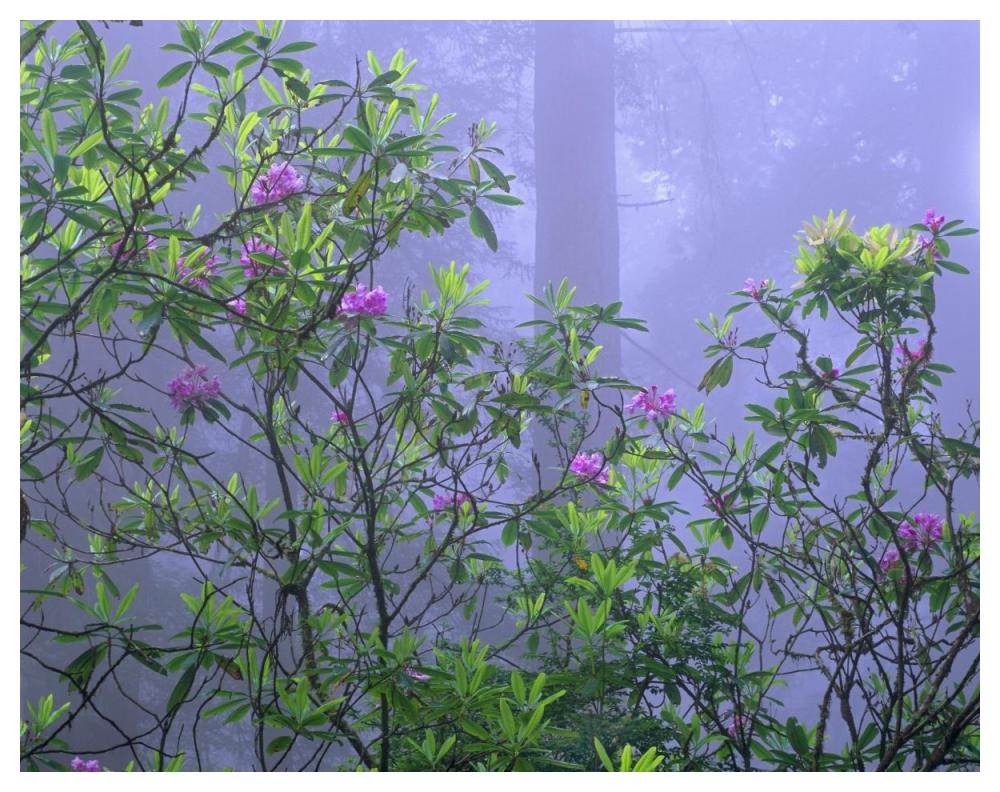 Pacific Rhododendrons In Redwood Forest Interior, Del Norte Coast, Redwood National Park, California-Paper Art-50X38