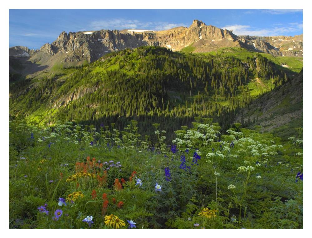 Wildflower Meadow Looking Towards Mount Sneffels Wilderness, Yankee Boy Basin, Colorado-Paper Art-18X14