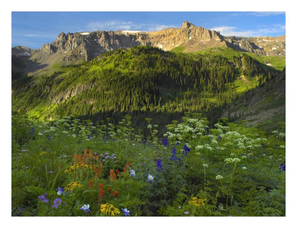 Wildflower Meadow Looking Towards Mount Sneffels Wilderness, Yankee Boy Basin, Colorado-Paper Art-26X20