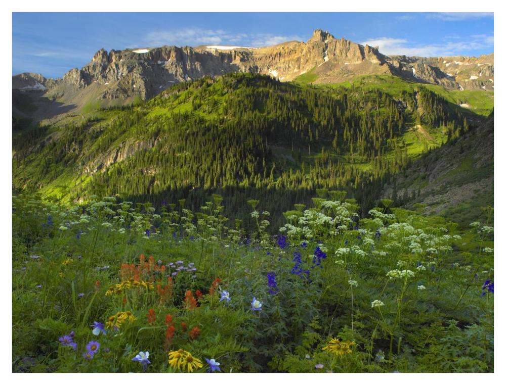 Wildflower Meadow Looking Towards Mount Sneffels Wilderness, Yankee Boy Basin, Colorado-Paper Art-42X32
