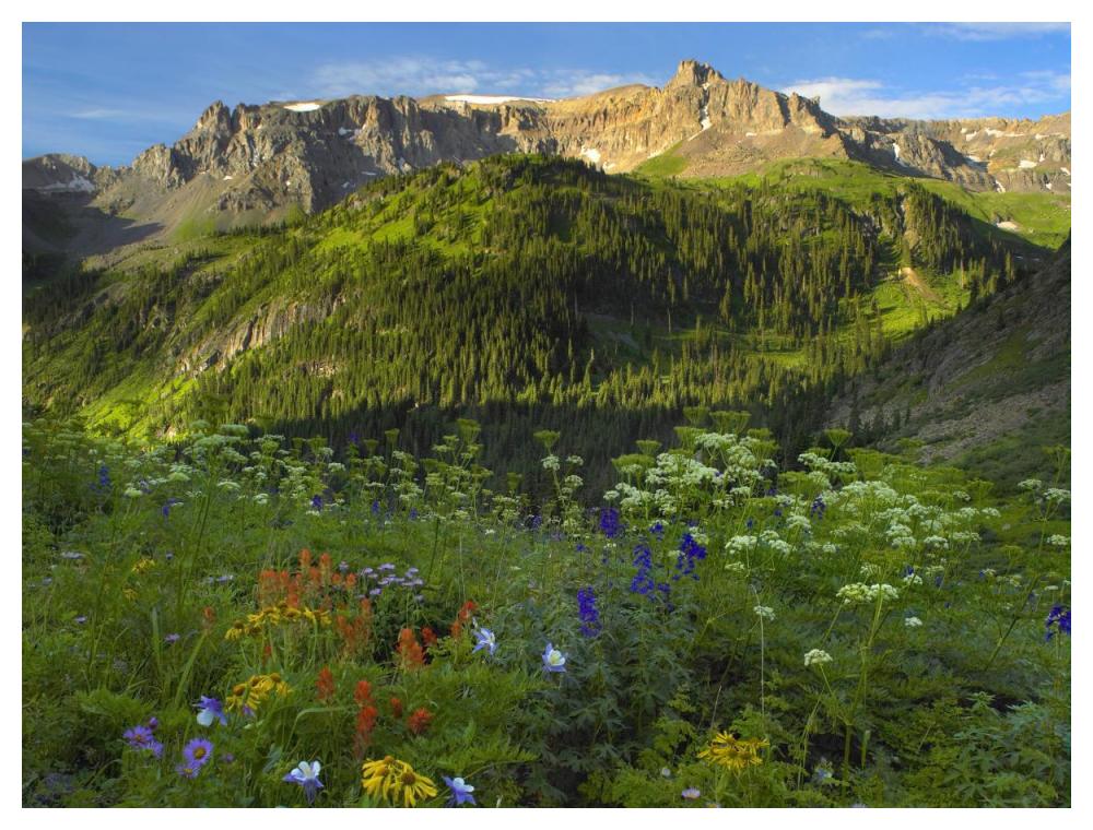 Wildflower Meadow Looking Towards Mount Sneffels Wilderness, Yankee Boy Basin, Colorado-Paper Art-50X38